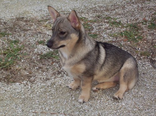 Swedish vallhund chihuahua store mix