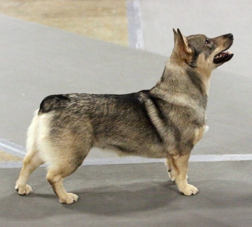 Akc best sale swedish vallhund